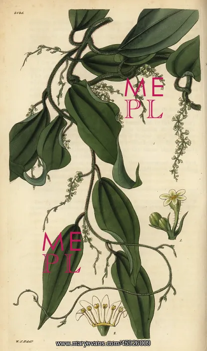 : Yam or cinnamon-leaved dioscorea, Dioscorea cinnamonifolia : Yam or cinnamon-leaved dioscorea, Dioscorea cinnamonifolia