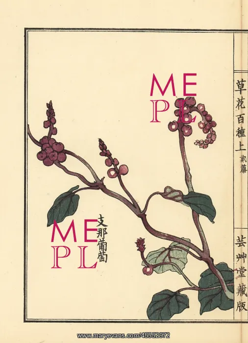 : Yamabudou or crimson glory vine, Vitis coignetiae : Yamabudou or crimson glory vine, Vitis coignetiae