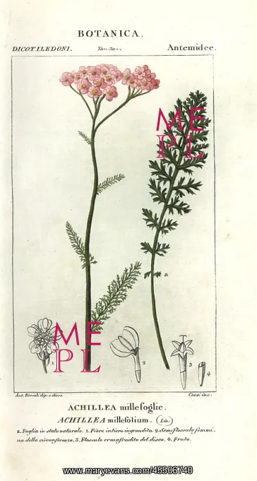 : Yarrow, Achillea millefolium : Yarrow, Achillea millefolium