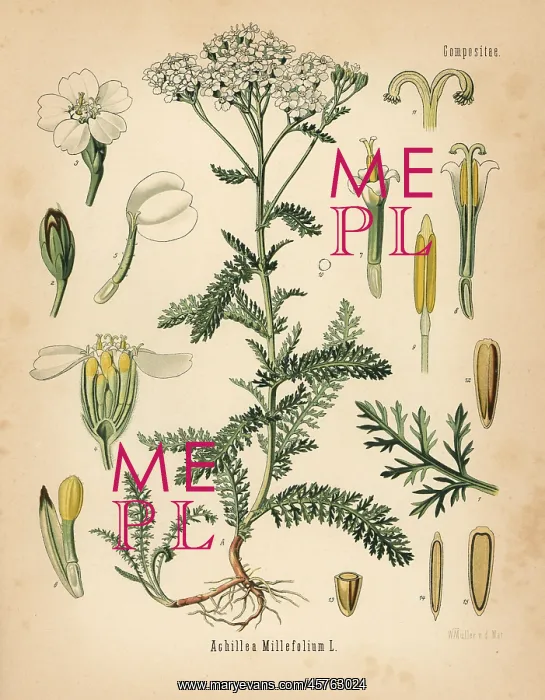 : Yarrow, Achillea millefolium : Yarrow, Achillea millefolium