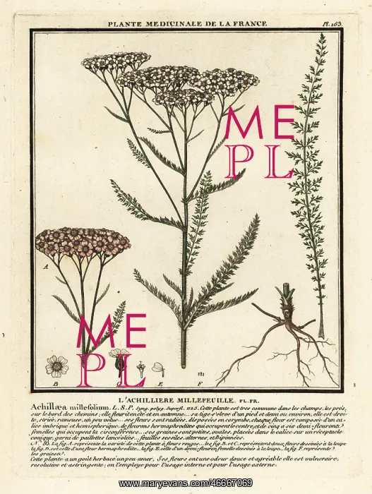 : Yarrow, Achillea millefolium : Yarrow, Achillea millefolium