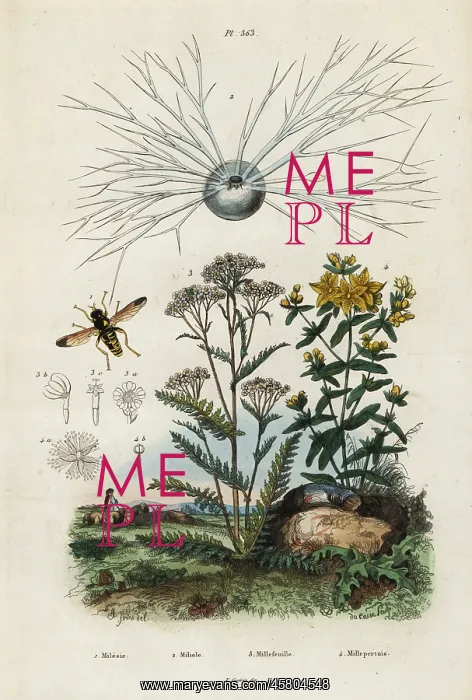 : Yarrow, St Johns-wort, foraminifera and hoverfly : Yarrow, St Johns-wort, foraminifera and hoverfly