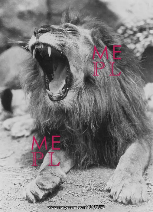 : Yawning lion, 1929 : Yawning lion, 1929