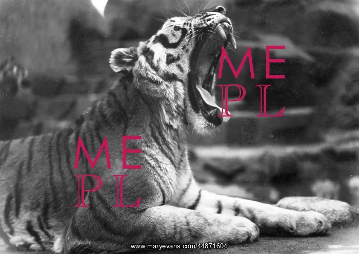  : YAWNING TIGER