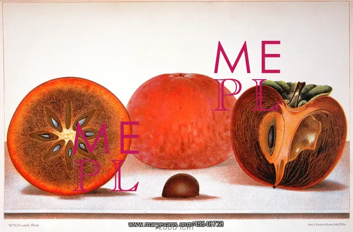 : Yeddo Ichi - Persimmons - Fruit - Food : Yeddo Ichi - Persimmons - Fruit - Food