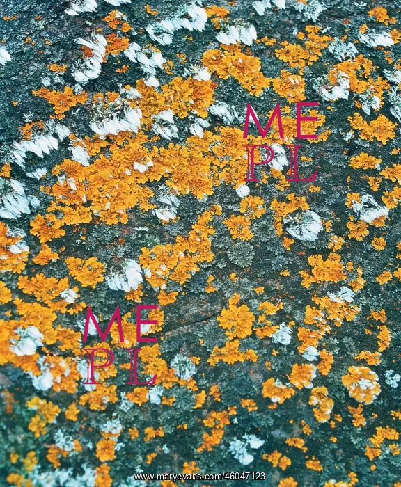 : Yellew and white tresses on a stone : Yellew and white tresses on a stone