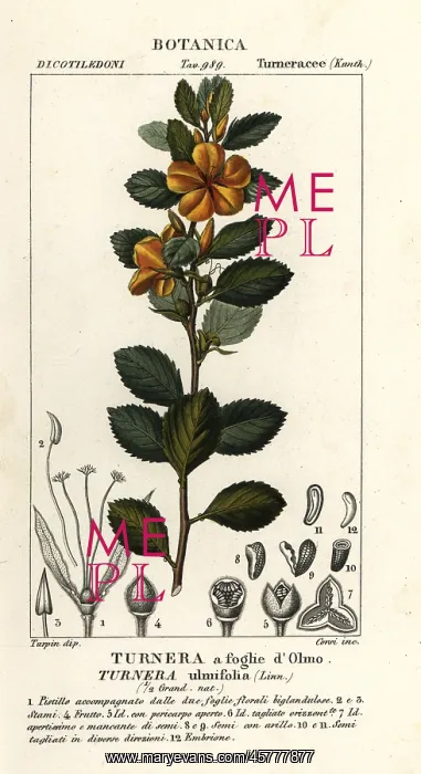 : Yellow alder, Turnera ulmifolia : Yellow alder, Turnera ulmifolia