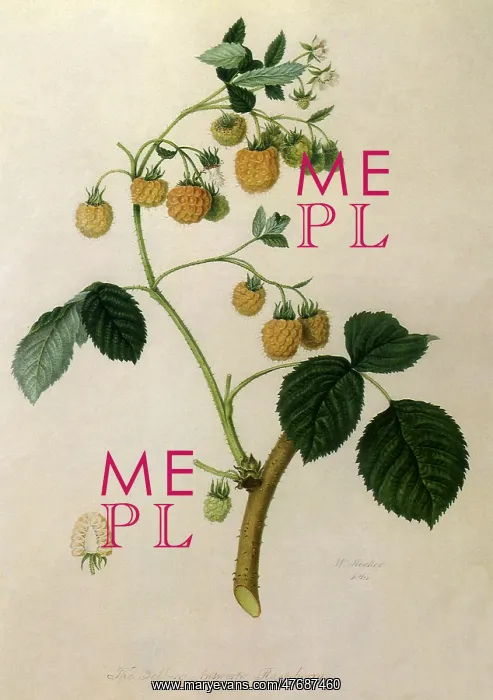 : Yellow Antwerp Raspberries : Yellow Antwerp Raspberries