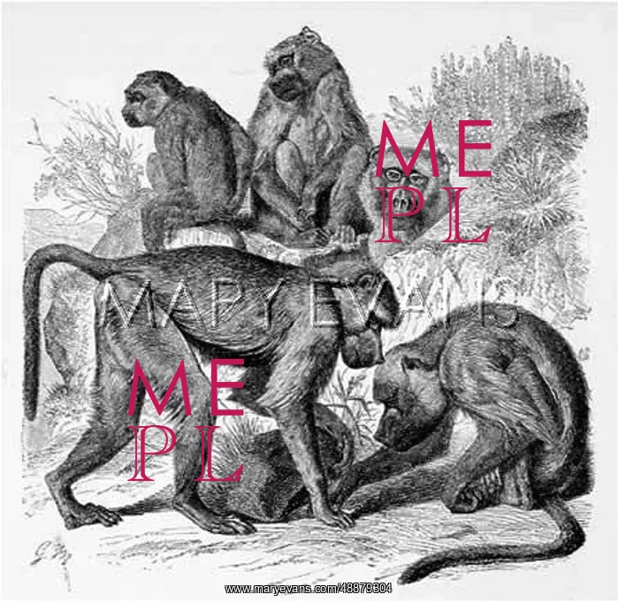 : YELLOW BABOON (MUTZEL) : YELLOW BABOON (MUTZEL)