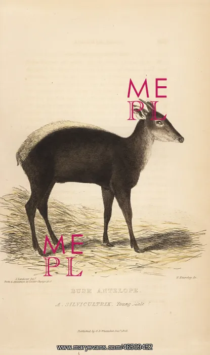 : Yellow-backed duiker, Cephalophus silvicultor : Yellow-backed duiker, Cephalophus silvicultor