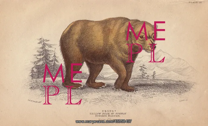 : Yellow bear of Norway, Ursus arctos : Yellow bear of Norway, Ursus arctos