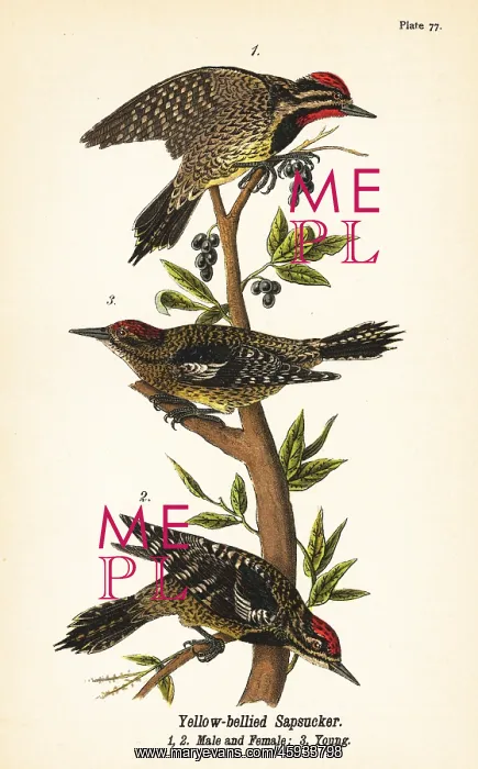 : Yellow-bellied sapsucker, Sphyrapicus varius : Yellow-bellied sapsucker, Sphyrapicus varius