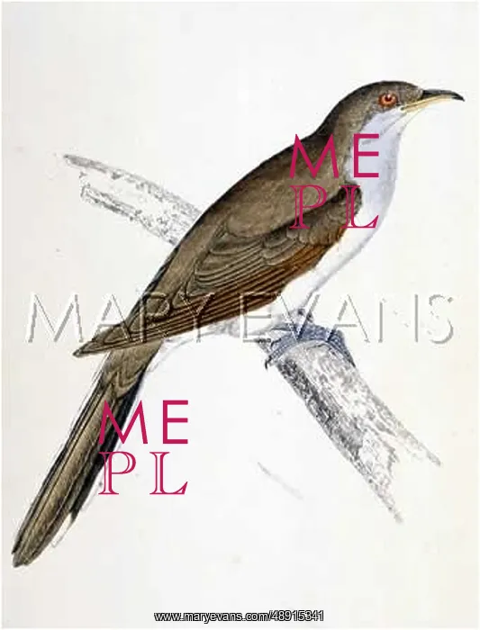 : YELLOW BILLED CUCKOO : YELLOW BILLED CUCKOO