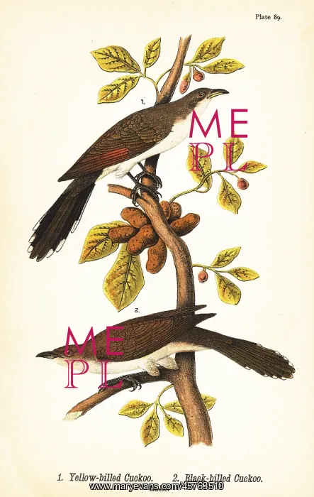 : Yellow-billed cuckoo and black-billed cuckoo : Yellow-billed cuckoo and black-billed cuckoo