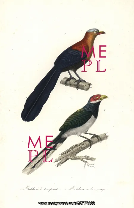 : Yellow-billed malkoha and red-faced malkoha : Yellow-billed malkoha and red-faced malkoha