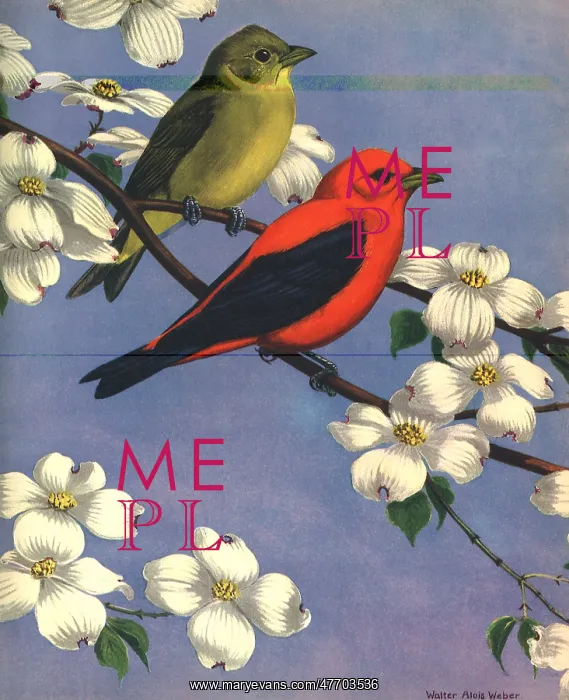  : Yellow Bird, Red Bird