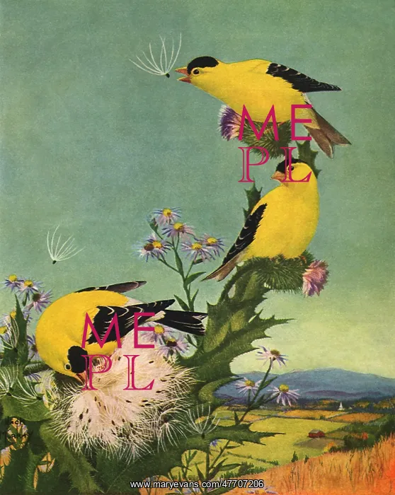  : Yellow and Black Birds