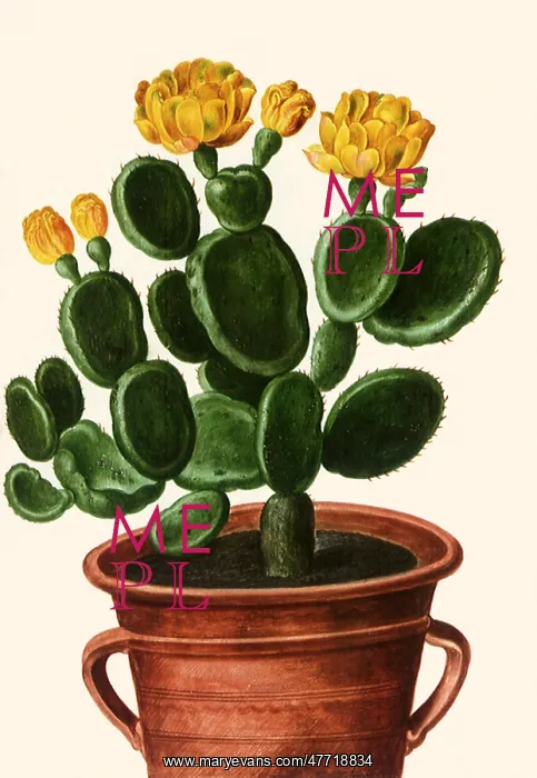  : Yellow Blooming Cactus