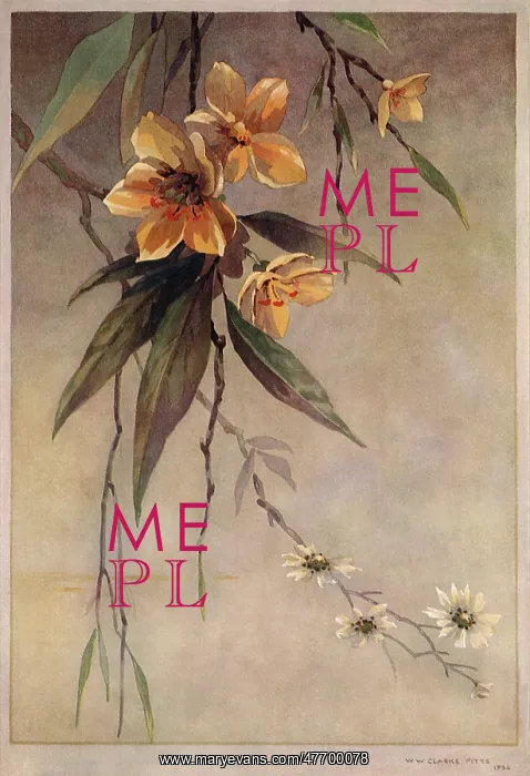 : Yellow Blossoms : Yellow Blossoms