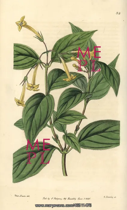: Yellow bouvardia, Bouvardia laevis : Yellow bouvardia, Bouvardia laevis