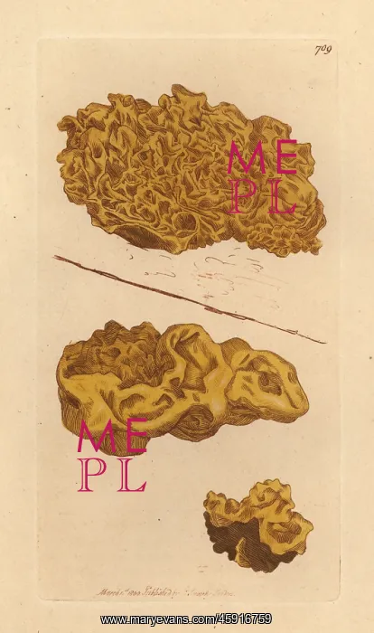 : Yellow brain, Tremella mesenterica : Yellow brain, Tremella mesenterica