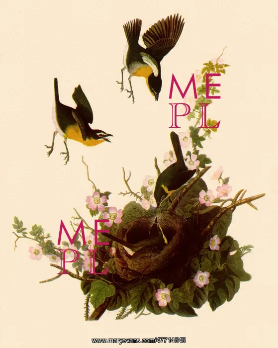  : Yellow-Breasted Chat