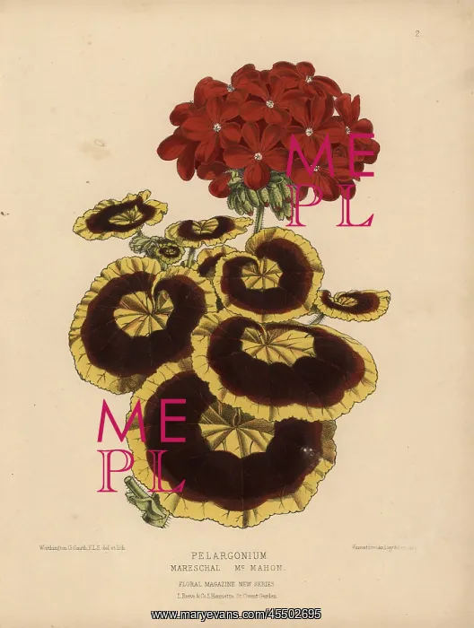 : Yellow and brown and crimson pelargonium geranium : Yellow and brown and crimson pelargonium geranium