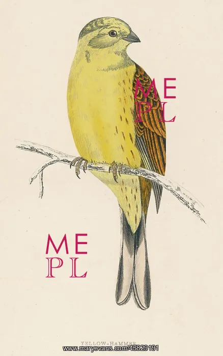 : YELLOW BUNTING (MORRIS) : YELLOW BUNTING (MORRIS)