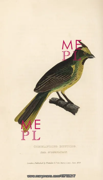 : Yellow cardinal, Gubernatrix cristata. Endangered : Yellow cardinal, Gubernatrix cristata. Endangered