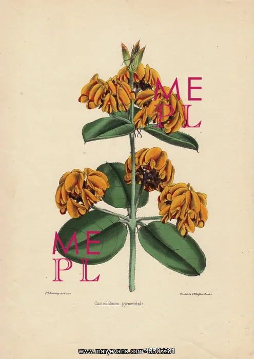 : Yellow castrolobium with pyramid-shaped flowers : Yellow castrolobium with pyramid-shaped flowers
