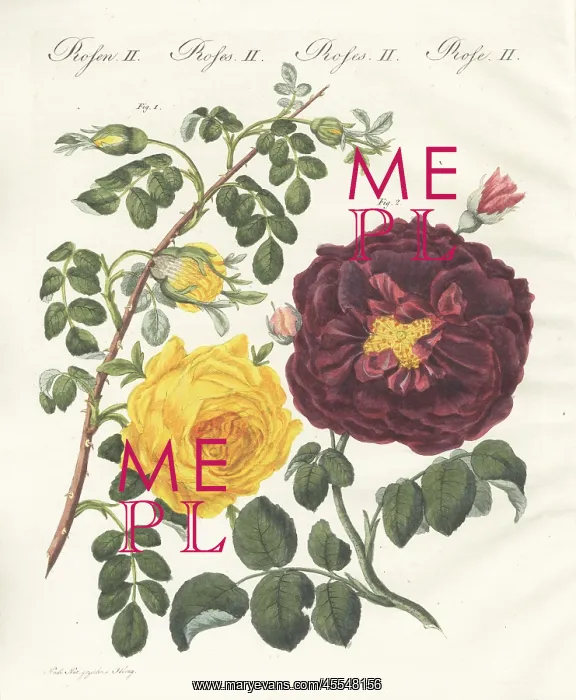 : Yellow centifolia rose and purple rose : Yellow centifolia rose and purple rose