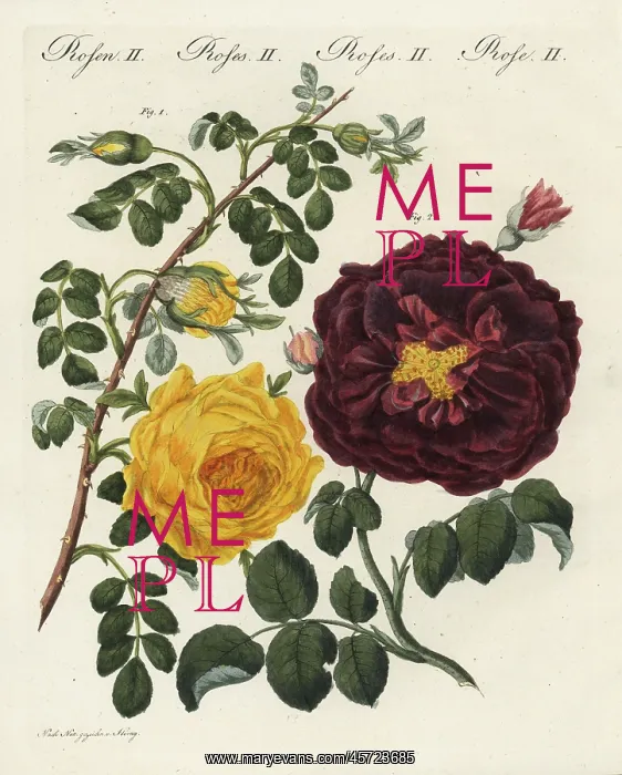 : Yellow centifolia rose and purple rose : Yellow centifolia rose and purple rose