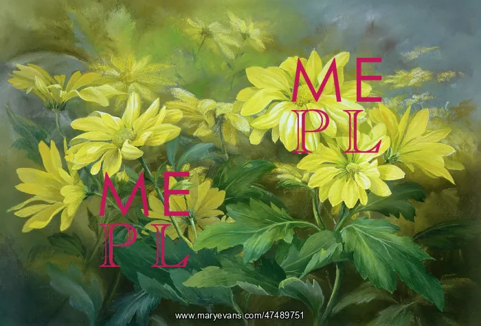  : Yellow Chrysanthemums