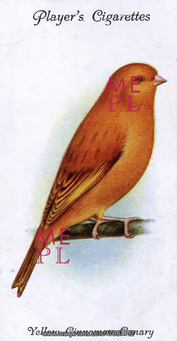  : Yellow Cinnamon Canary