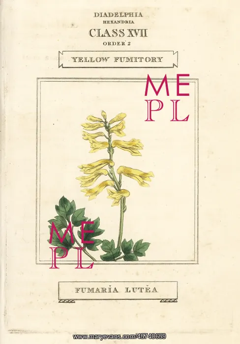 : Yellow corydalis, Pseudofumaria lutea : Yellow corydalis, Pseudofumaria lutea