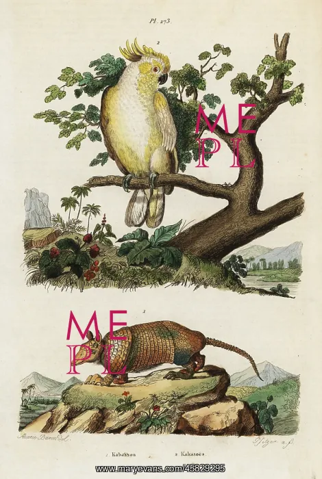 : Yellow-crested cockatoo and armadillo : Yellow-crested cockatoo and armadillo