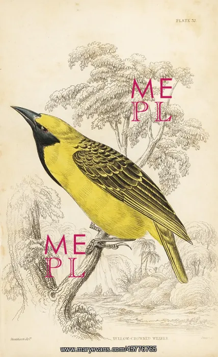 : Yellow-crowned bishop, Euplectes afer : Yellow-crowned bishop, Euplectes afer