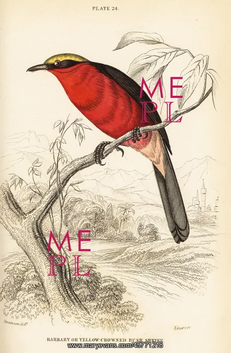 : Yellow-crowned gonolek, Laniarius barbarus : Yellow-crowned gonolek, Laniarius barbarus