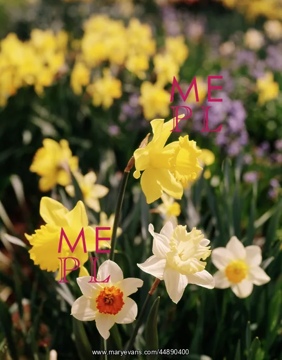 : YELLOW DAFFODILS AND JONQUILS : YELLOW DAFFODILS AND JONQUILS