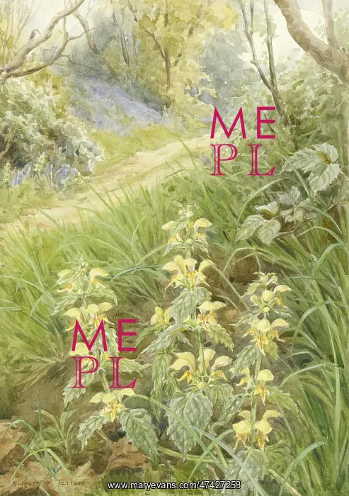 : Yellow Dead-nettle, Archangel in a landscape : Yellow Dead-nettle, Archangel in a landscape