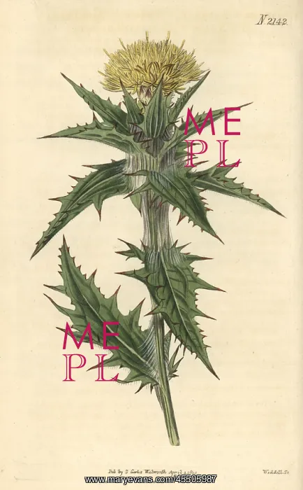 : Yellow distaff thistle, Carthamus lanatus : Yellow distaff thistle, Carthamus lanatus