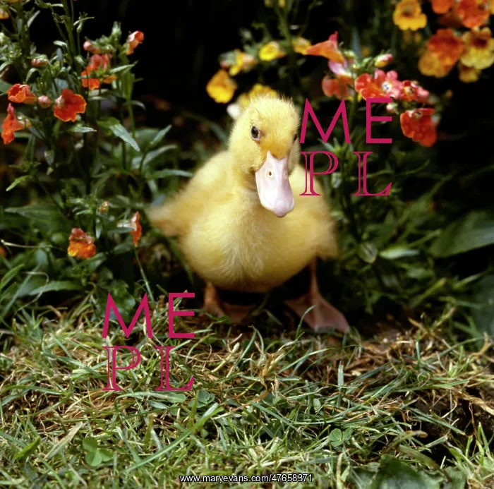 : Yellow duckling in a garden : Yellow duckling in a garden