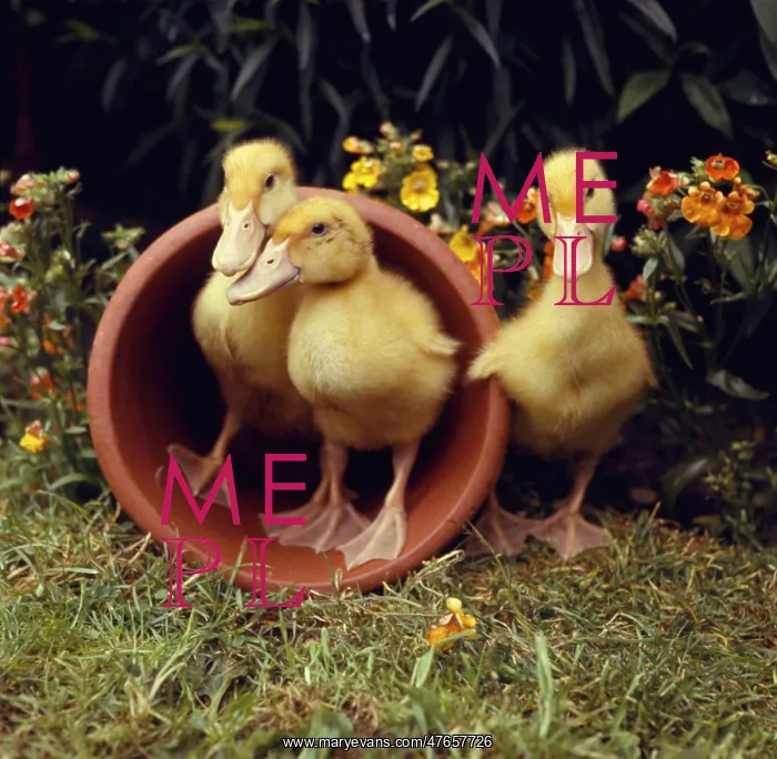 : Three yellow ducklings with a plantpot : Three yellow ducklings with a plantpot
