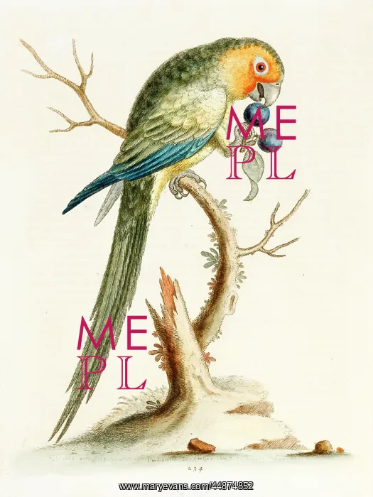  : The yellow-faced parrakeet