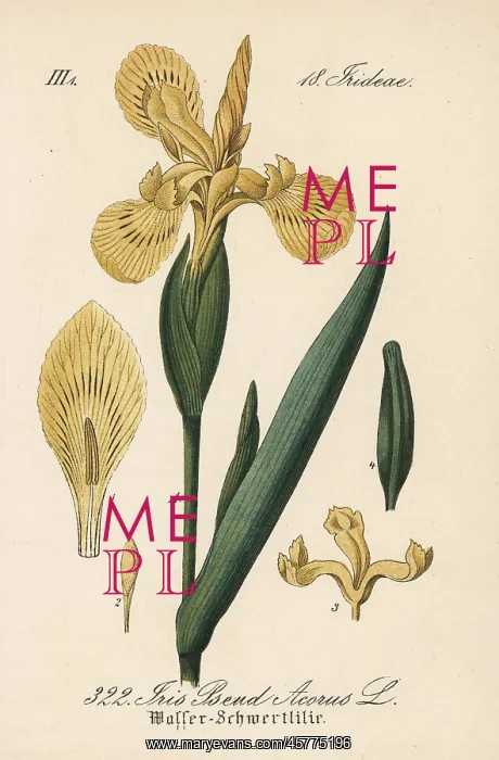 : Yellow flag, Iris pseudacorus : Yellow flag, Iris pseudacorus
