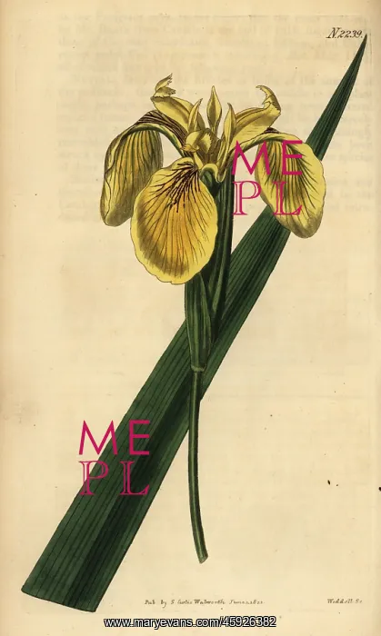 : Yellow flag, yellow iris or water flag, Iris pseudacorus : Yellow flag, yellow iris or water flag, Iris pseudacorus