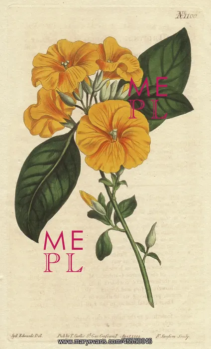 : Yellow flax or three-styled flax with vivid : Yellow flax or three-styled flax with vivid