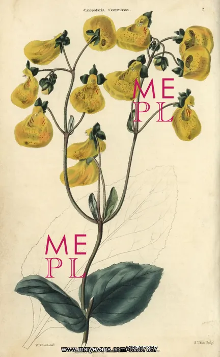 : Yellow flowered Calceolaria corymbosa from Chile : Yellow flowered Calceolaria corymbosa from Chile