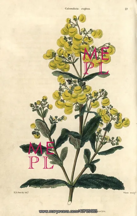 : Yellow flowered Calceolaria rugosa : Yellow flowered Calceolaria rugosa