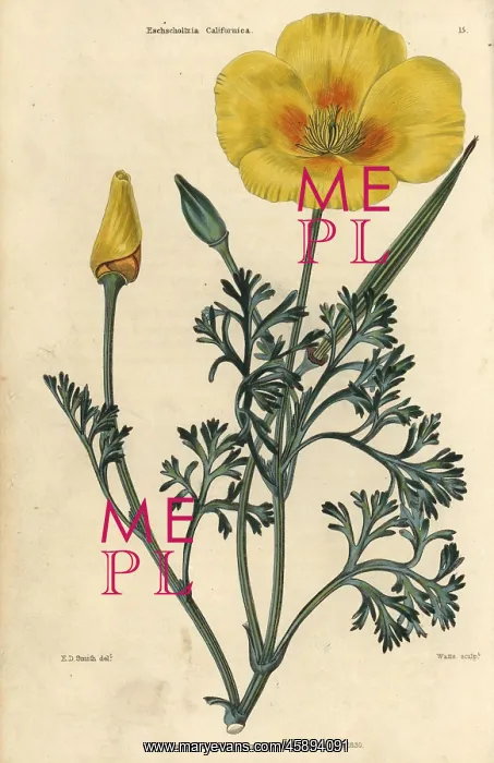 : Yellow flowered California poppy, Eschscholzia californica : Yellow flowered California poppy, Eschscholzia californica